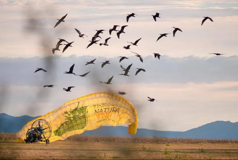 Waldrapp-Vögel landen in Paterzell – erste Etappe der Vogelzug-Begleitung