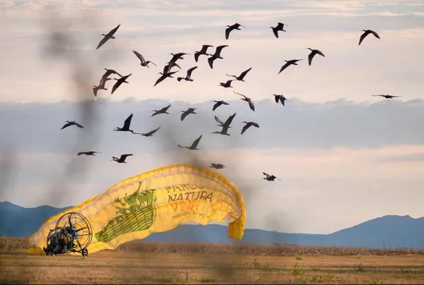 Waldrapp-Vögel landen in Paterzell – erste Etappe der Vogelzug-Begleitung